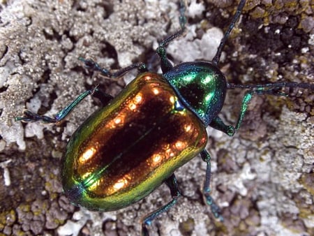 Irredescent Beetle - beetle, bug, irredescent, irredescent beetle