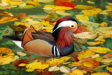 Mandarin-Autumn - picture, autumn, mandarin, beautiful