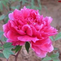 Pink Peony