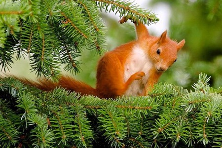 Squirrel on Tree - picture, squirrel, red, pine, beautiful, on tree, dancing