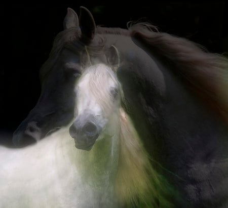 Arabian Illusion - arabian, white, mirage, illusion, horse