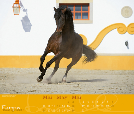 Iberian - horses, andalusian, spanish, iberian