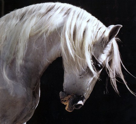 Andalusian - white, horses, spanish, grey, andalusian