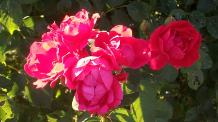 Rose Cluster - brite, roses, light, flowers, color, garden