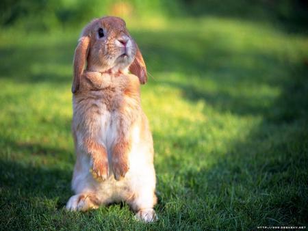 bunnie - bugs, rabbit, bunnie, cute, cottontail