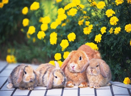 bunnies - rabbits, bunnies, cute, babybunnies