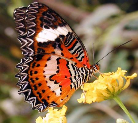 Lacewing glory - white, yellow flower, markings, butterfly, orange, black, lacewing