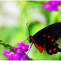 Swallowtail in red and black