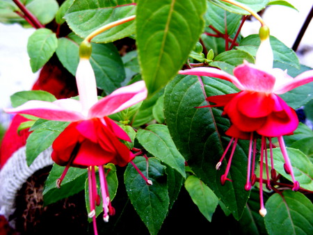 Fuchias in a hanging-basket. - white, petals, red, leaves, green