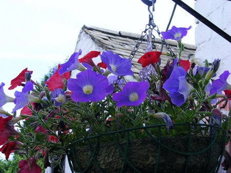 Red and blue Petunias - roof, whitespot, blue, red, basket