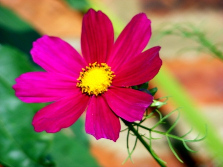 The Cosmos. - petals, pink, stalk, shadow