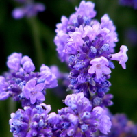 Lavender.