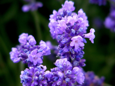 Lavender. - purple, light, scent, shadow, flower