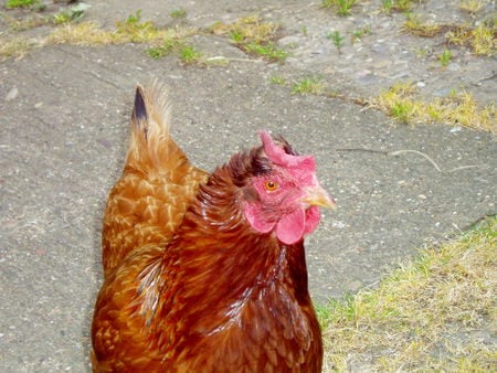 Mrs Brown. - free, wanderlust, hen, brown