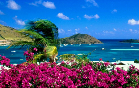 Windy Riveria - ocean, palm tree, clouds, water, flowers, mountains