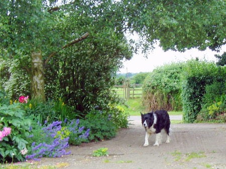 Nearly home. - flowers, dog, friend, garden