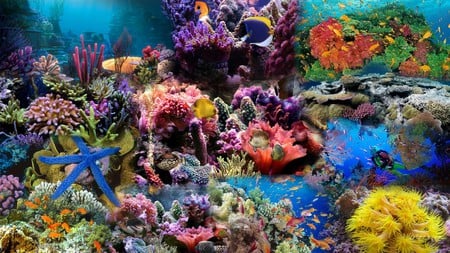 Undersea Life - widescreen, coral, water, reef, sea, aquarium, ocean, fish