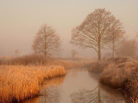 swamp - nature, fog, tree, grass, swamp