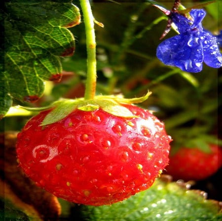 strawberry - strawberry, forest, red, fruit