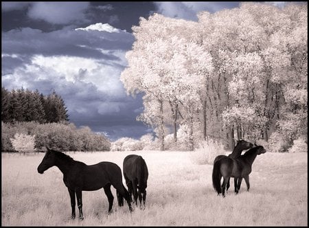 horseswild - horses, white, nature, trees, wild