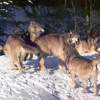 Wolf-Pack-Alberta-Canada