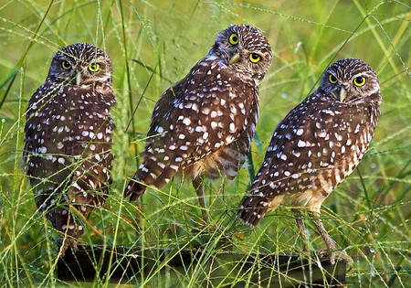 Owls in Grass - owls, in grass, picture, beautiful