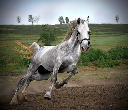 Running Horse - picture, running, horse, cool