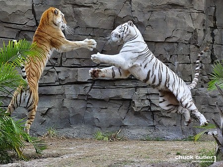 Flying Tigers - tigers, cool, flying, picture