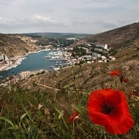 Poppy of Ukraine