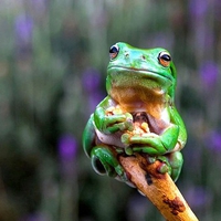 Green Frog