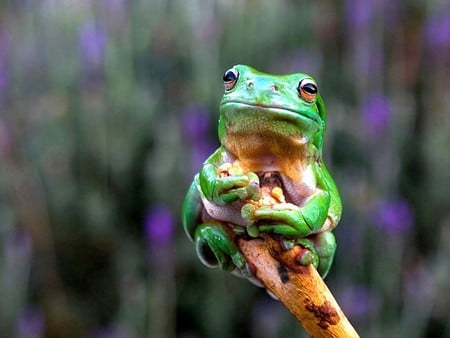 Green Frog - frog, cool, picture, green