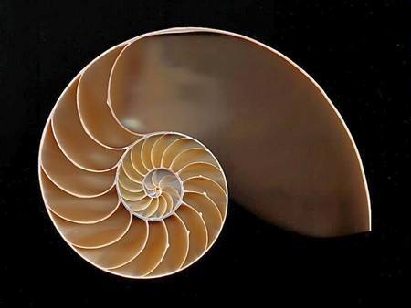 Chambered-Nautilus - nautilus, cool, chambered, picture