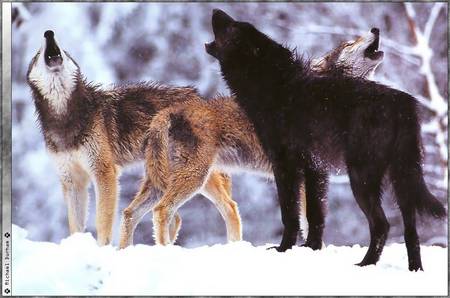 howling wolves - wolves, cold, howling, snow