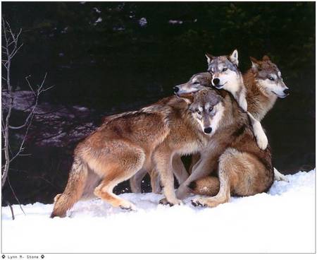 playful wolves - fun, play, wolnes, snow