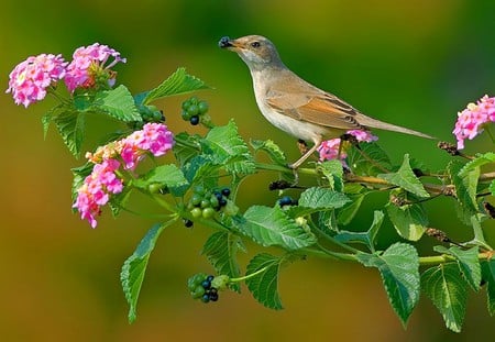 Bird in Flowers