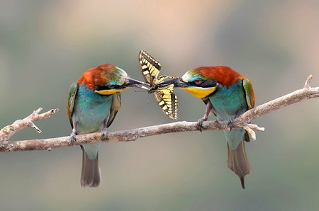 Colorful Birds