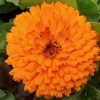 Orange Flower