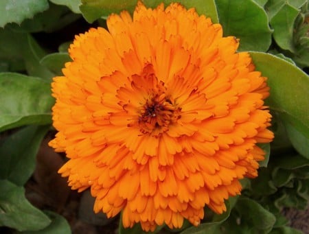 Orange Flower - flower, picture, orange, beautiful