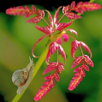 Pink Leaves