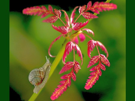 Pink Leaves - beautiful, leaves, pink, picture