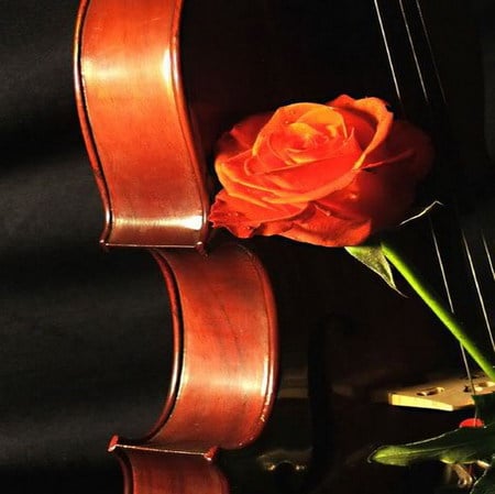 orange radiance - rose, orange, violin, memory