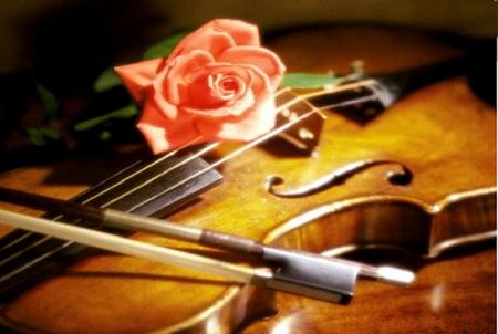 memory - rose, orange, violin, memory