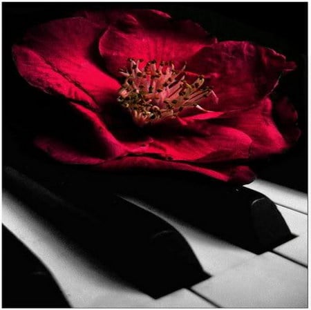 wild rose - piano, rose, crimson, wild