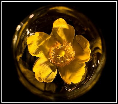 yellow bubble - shine, glass, yellow, flower