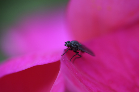 Fly on Flower - nature, incest, rose, flower, fly