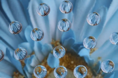 Flower Drops - nature, bubbles, flower, drops