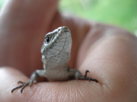 small lizard - nature, green, lizard, reptile