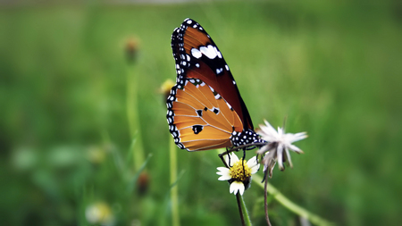 god gifted - black, white, canon, green, butterfly, grass, orange, flower