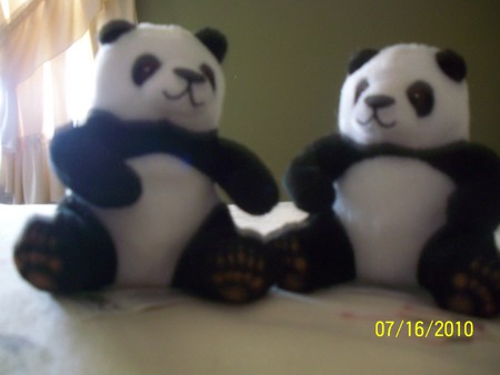 my pandas!!! - white, pandas, cute, black