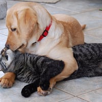 dog kissing cat